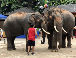 大象打篮球，训练方法有哪些，表演在哪里观看，为何大象能学会