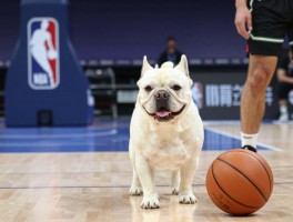 篮球狗是什么意思,NBA篮球狗文化有哪些,篮球狗精神代表什么
